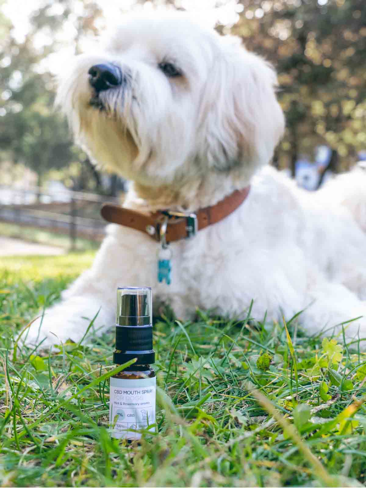 Nordic OilCBD mondspray (1%) voor honden, met een hond in de achtergrond