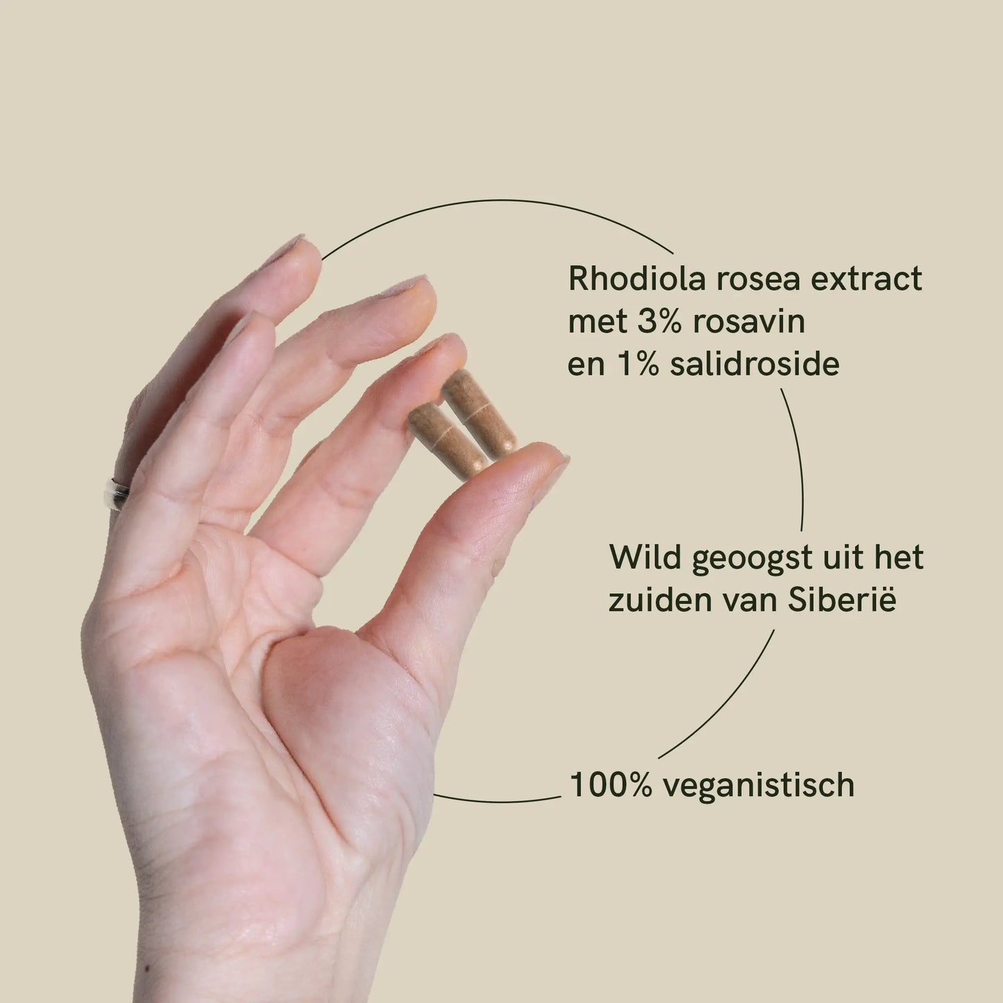 Rhodiola capsules