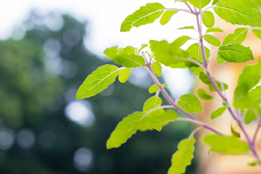 WAT IS TULSI (HEILIGE BASILICUM)?