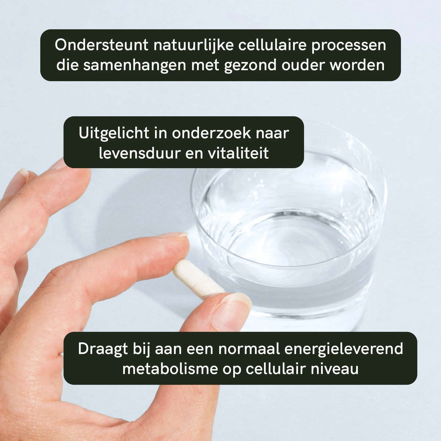 Nicotinamide Riboside (NR) Capsules