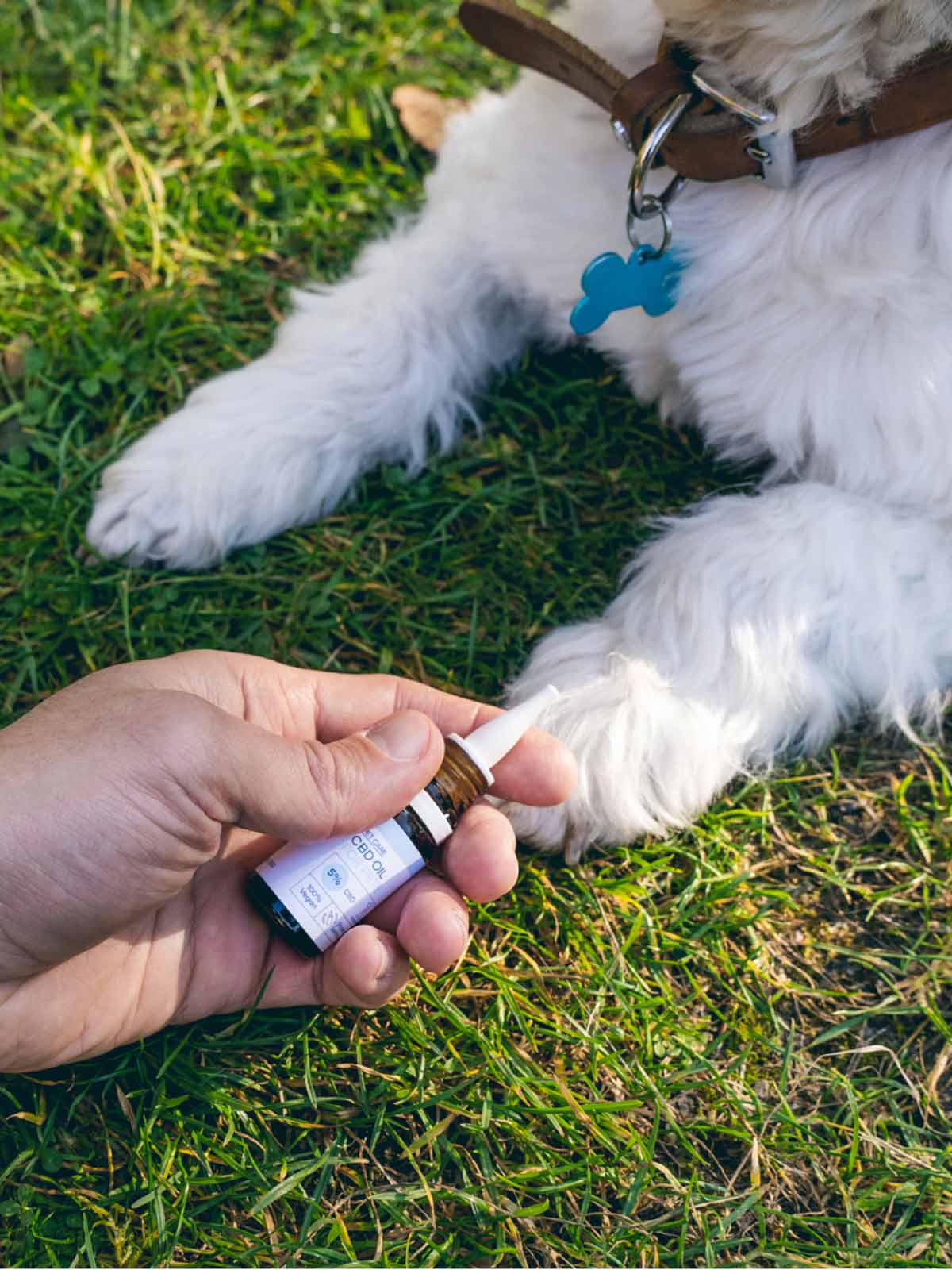 Nordic Oil CBD olie voor huisdieren (5%) vastgehouden in een hand voor een hond